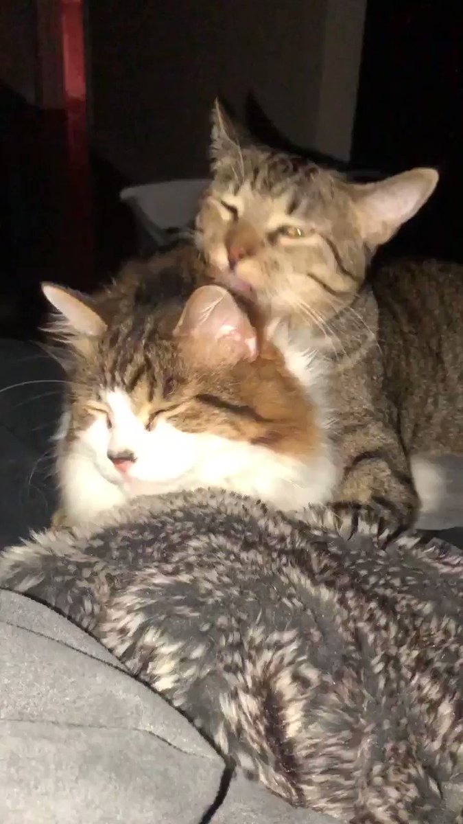 My cats are so cute 😭