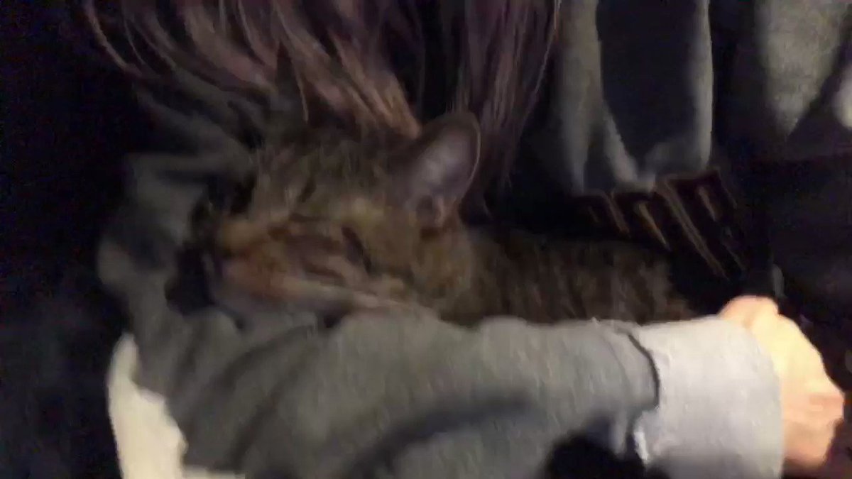 He gets so cuddly during car rides 🥺💕