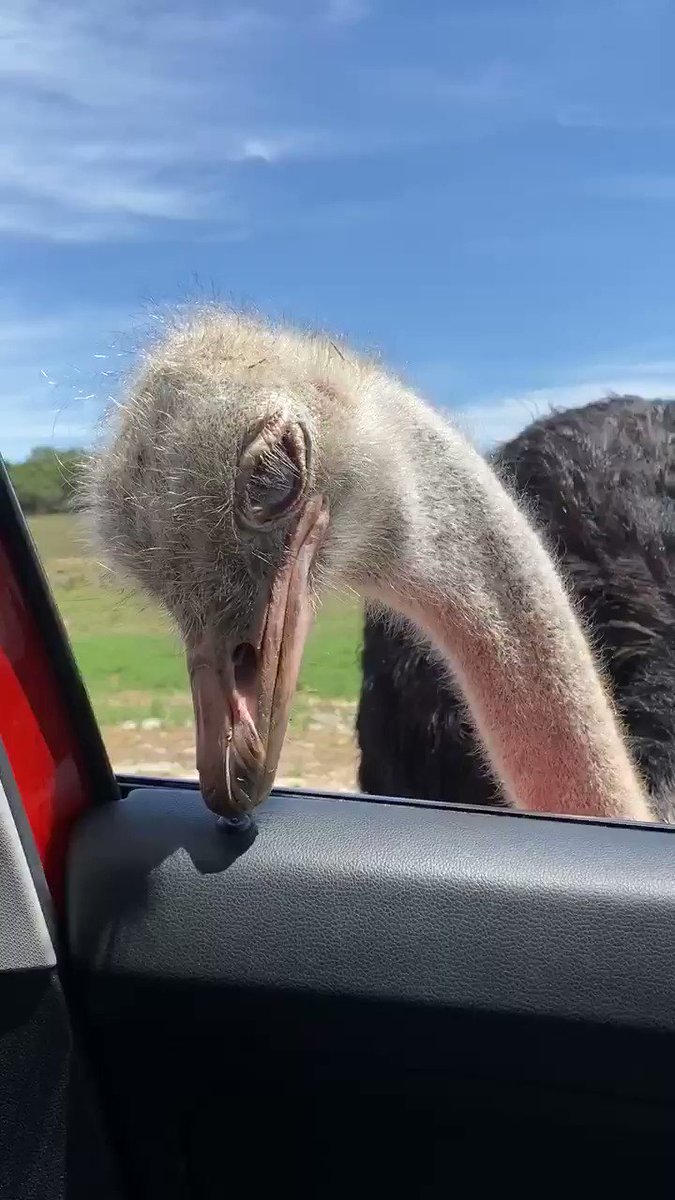 A ostrich just fucking assaulted my car