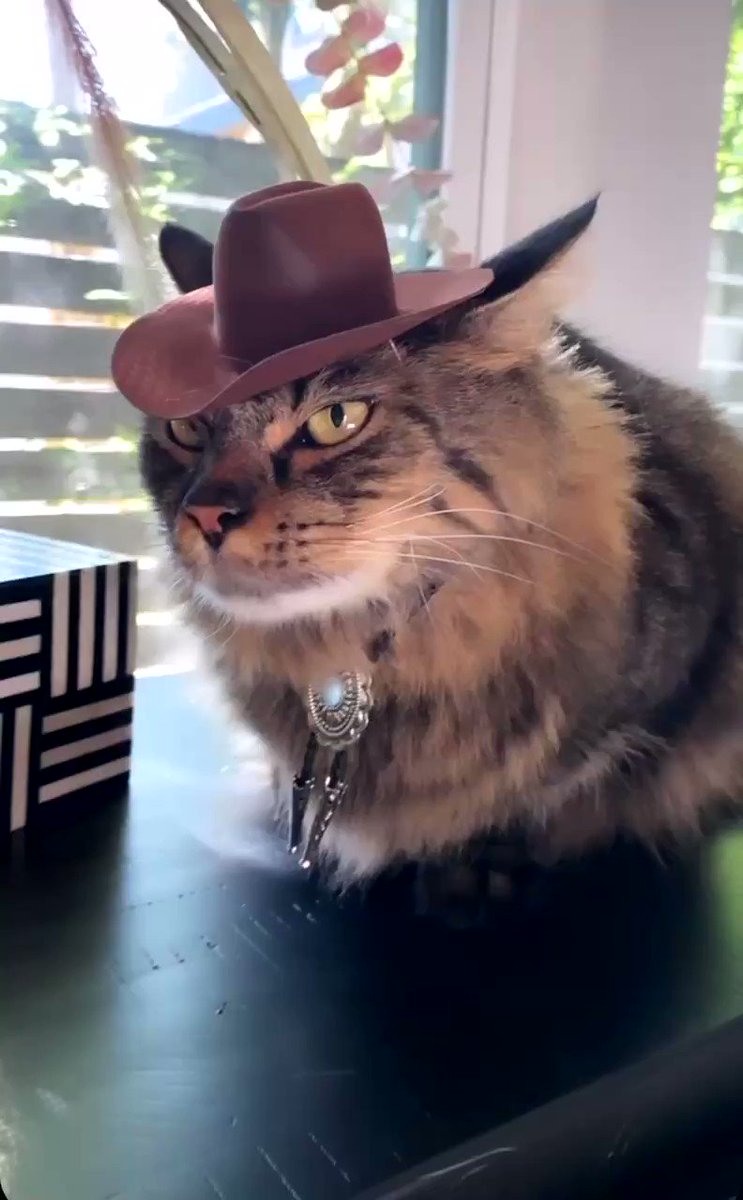 205th day in quarantine: bought my cats a cowboy hat…