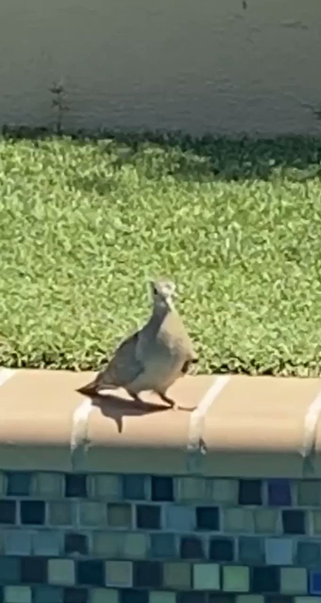 Apparently I can get more fur friends than Tosh to…