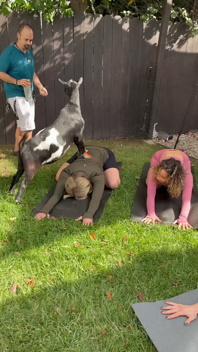 Golden Showers… 🐐