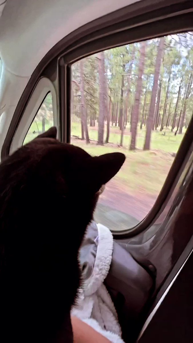 Avocado in the mountains what will he doooo