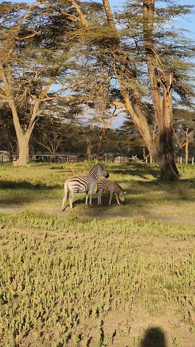 @bolony They were! Maybe 20′, look at this baby!