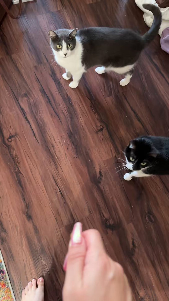 @MarceloSlave Nope they’re just geniuses 🤓 🐱