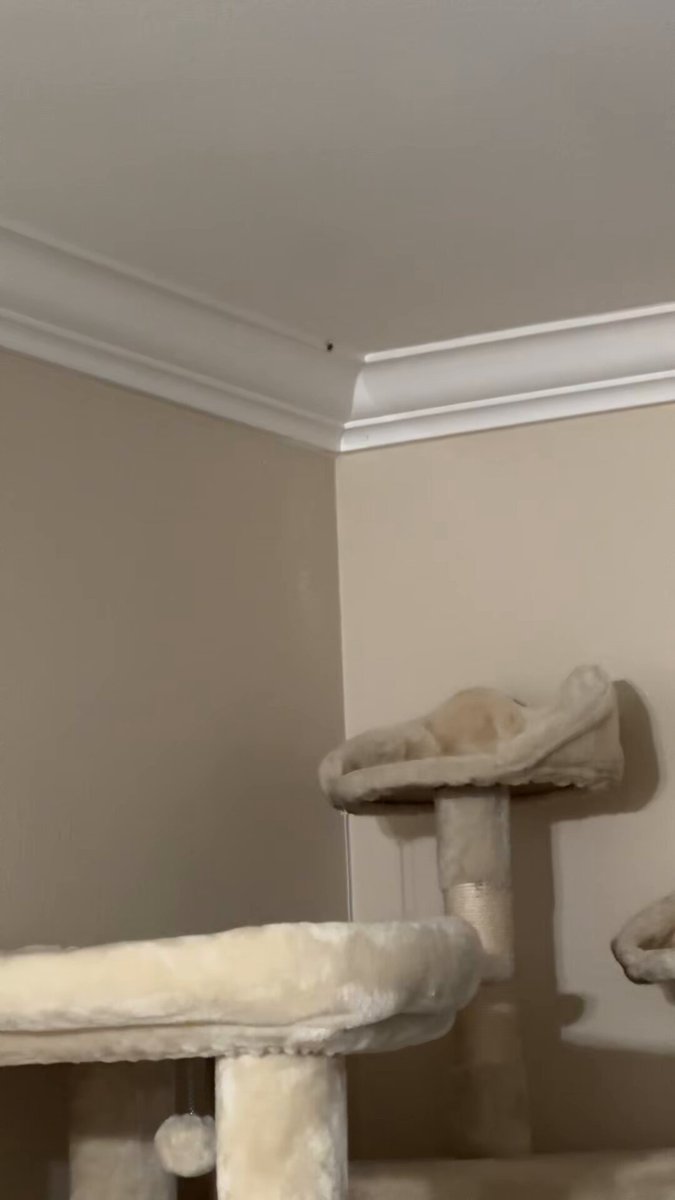 Update on the spider 😅 so excited to move