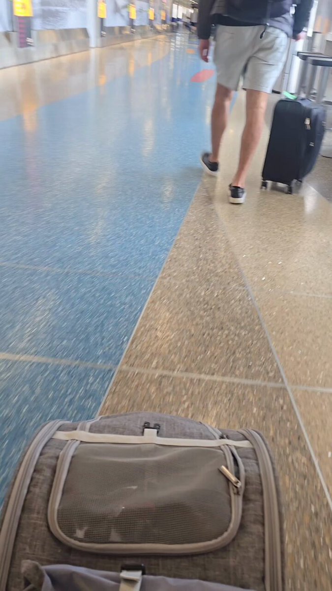 My weird cat, the spicy Russian cow weasel. Kesa is…