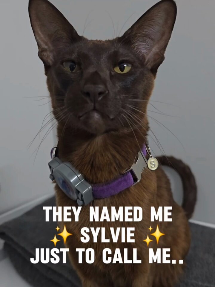 Since Kesa got so much attention, I thought my OSH…