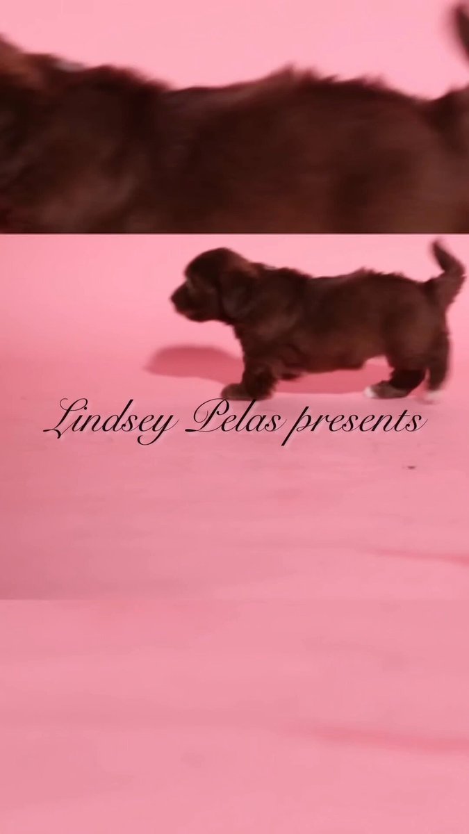 Yay, my PUPPIES!! Hehehe 🐶 🫢🐶 Order Now 💋 https://www.lindseypelas.com/shop/2025-lindsey-pelas-puppies-calendar