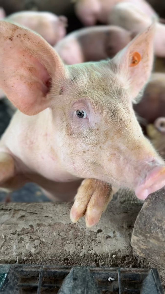 Just a normal day on the farm!