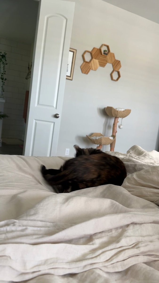 daily evie. gotta catch the tail