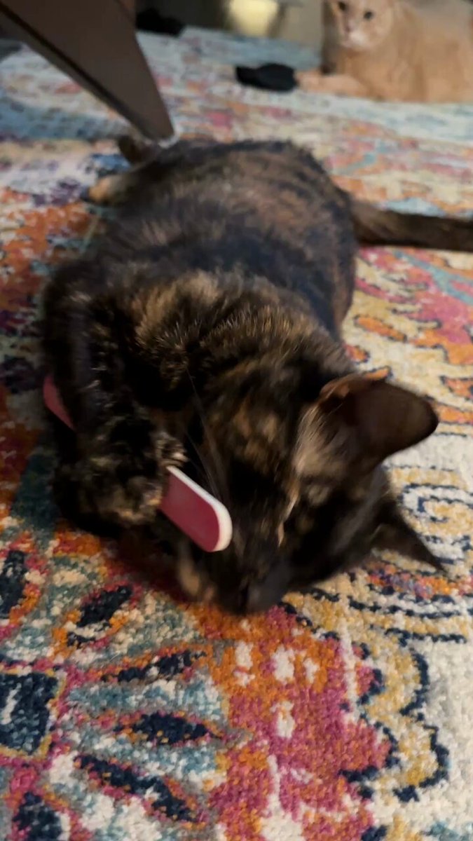 daily evie. will you accept a manicure from a blind…